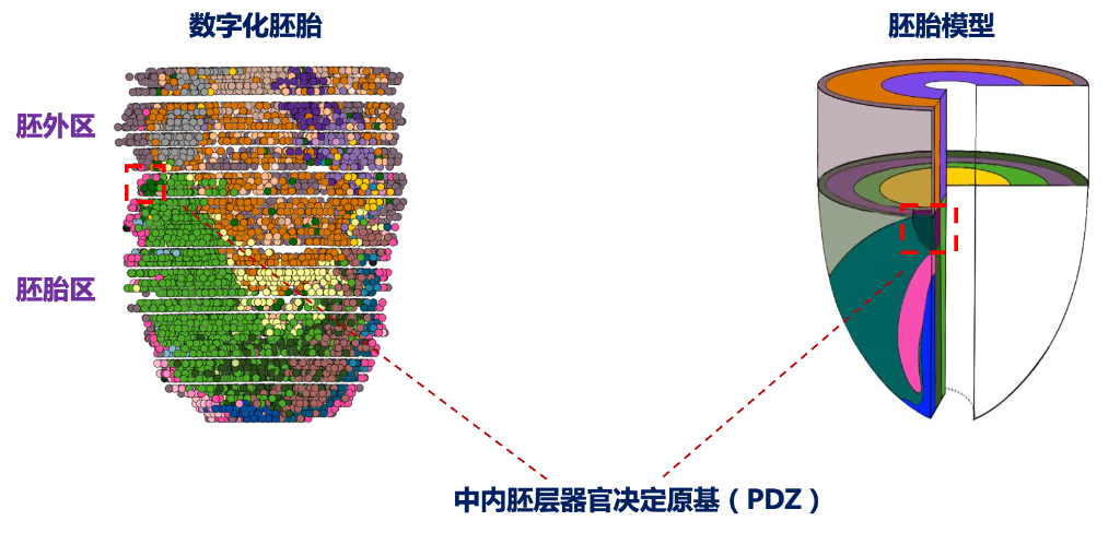 最新研究揭示哺乳动物胚胎早期器官发育“密码” 最新研究揭示哺乳动物胚胎早期器官发育“密码”